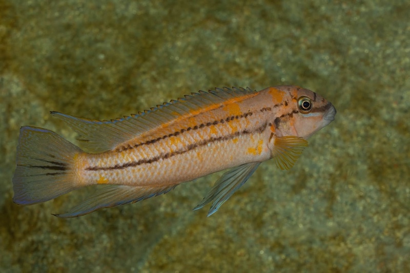 Chalinochromis sp. 'bifrenatus south' Wampembe